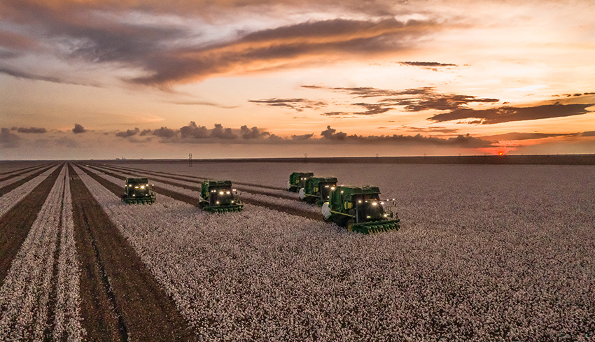 cotton harvest cotton harvest