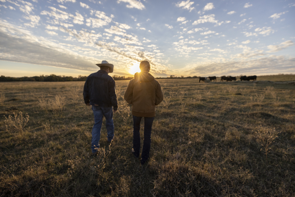 Field shot Two people walking through a field with cows at dusk