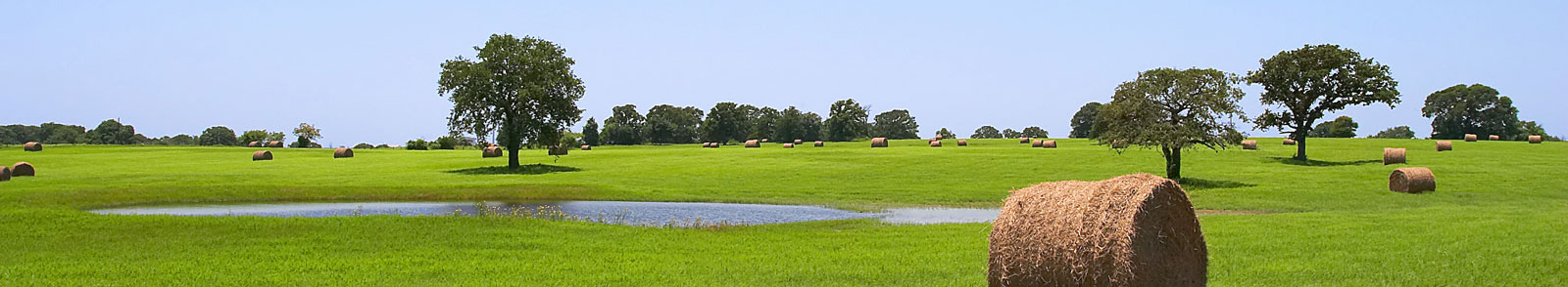 hay-field