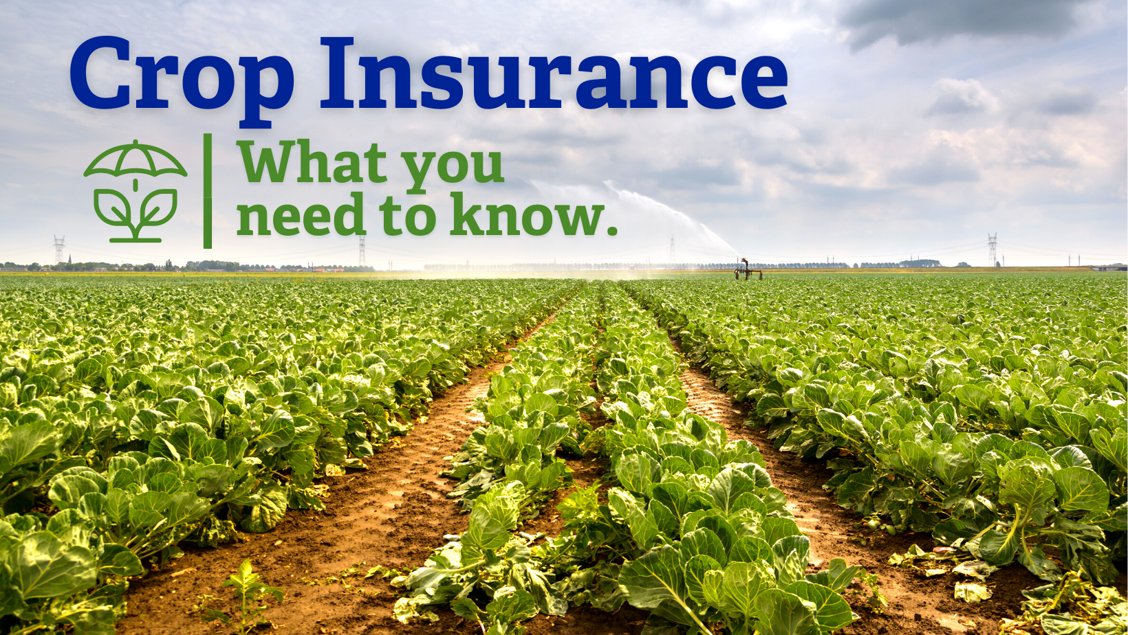 "Crop Insurance: What You Need to Know" on a backdrop of rows of green crops.