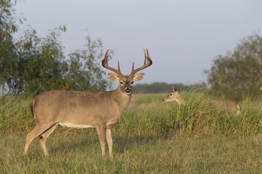 Two deer stand in a green field.
