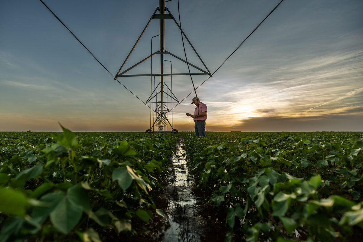 A man is reviewing a clipboard in a sunny field, surrounded by rows of healthy plants.