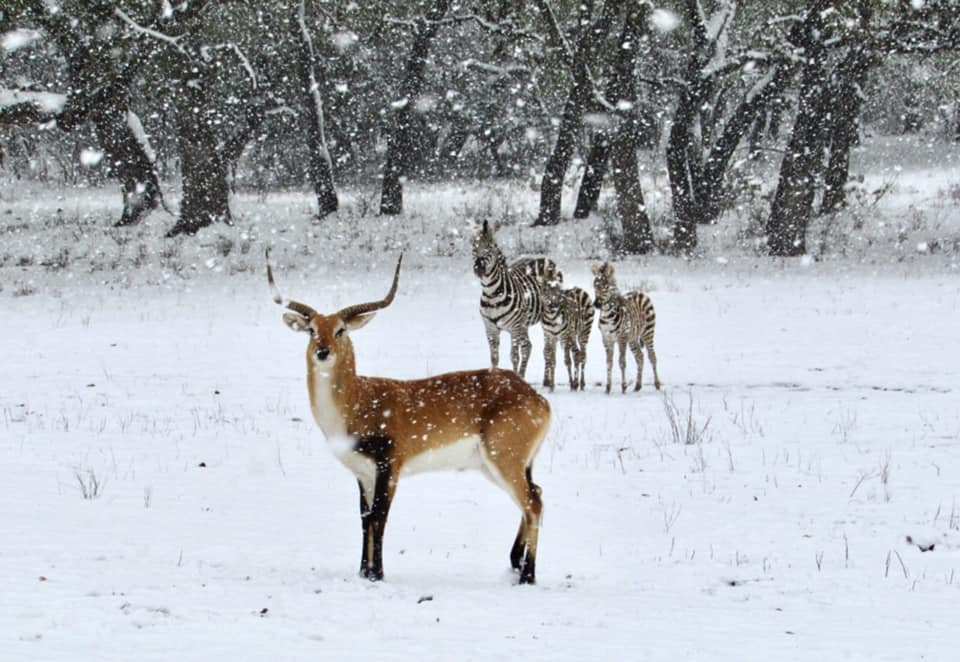 Zebra and deer experiencing a rare snow on the ranch.