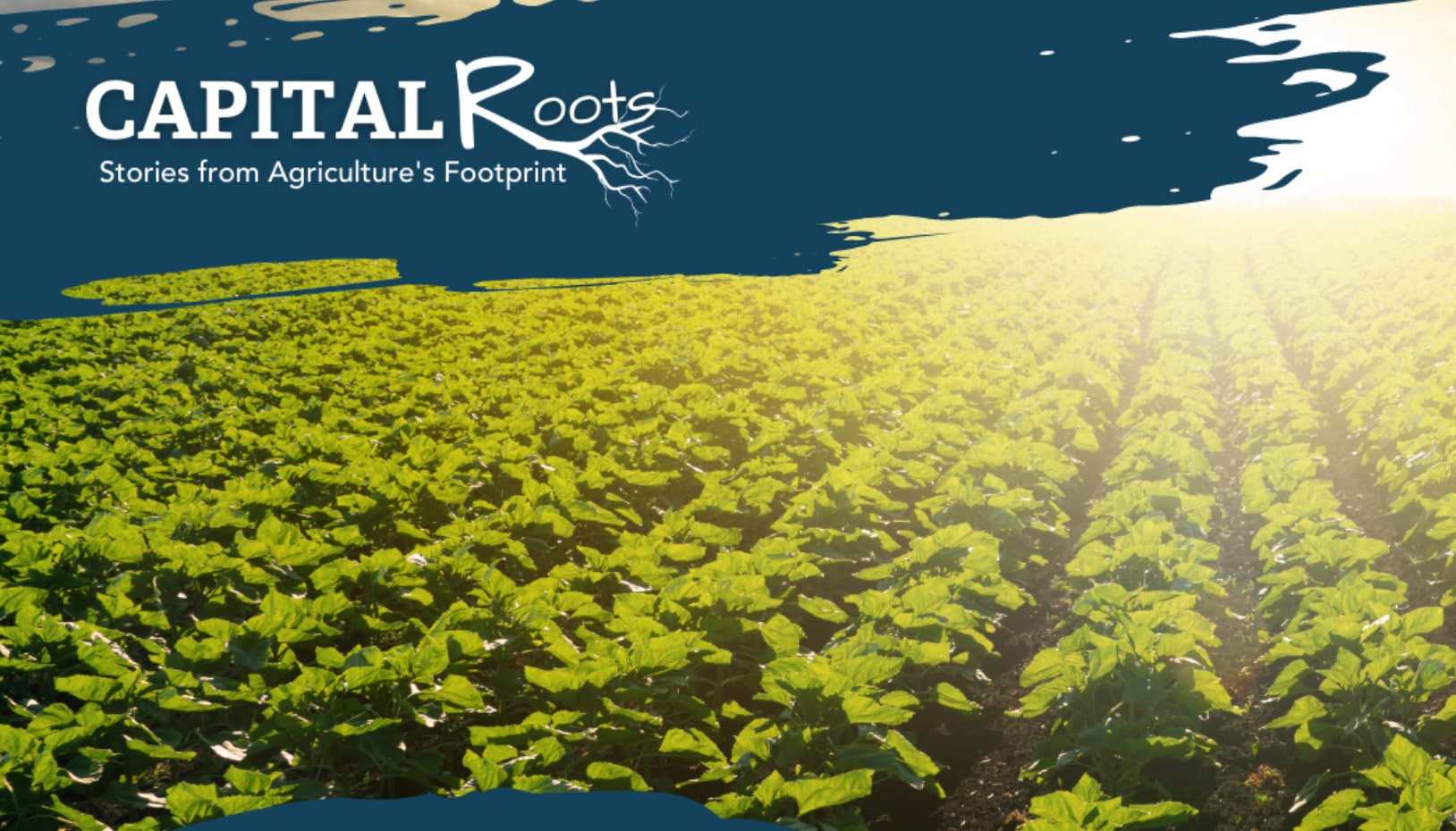 Capital Roots stories from Agriculture's Footprint