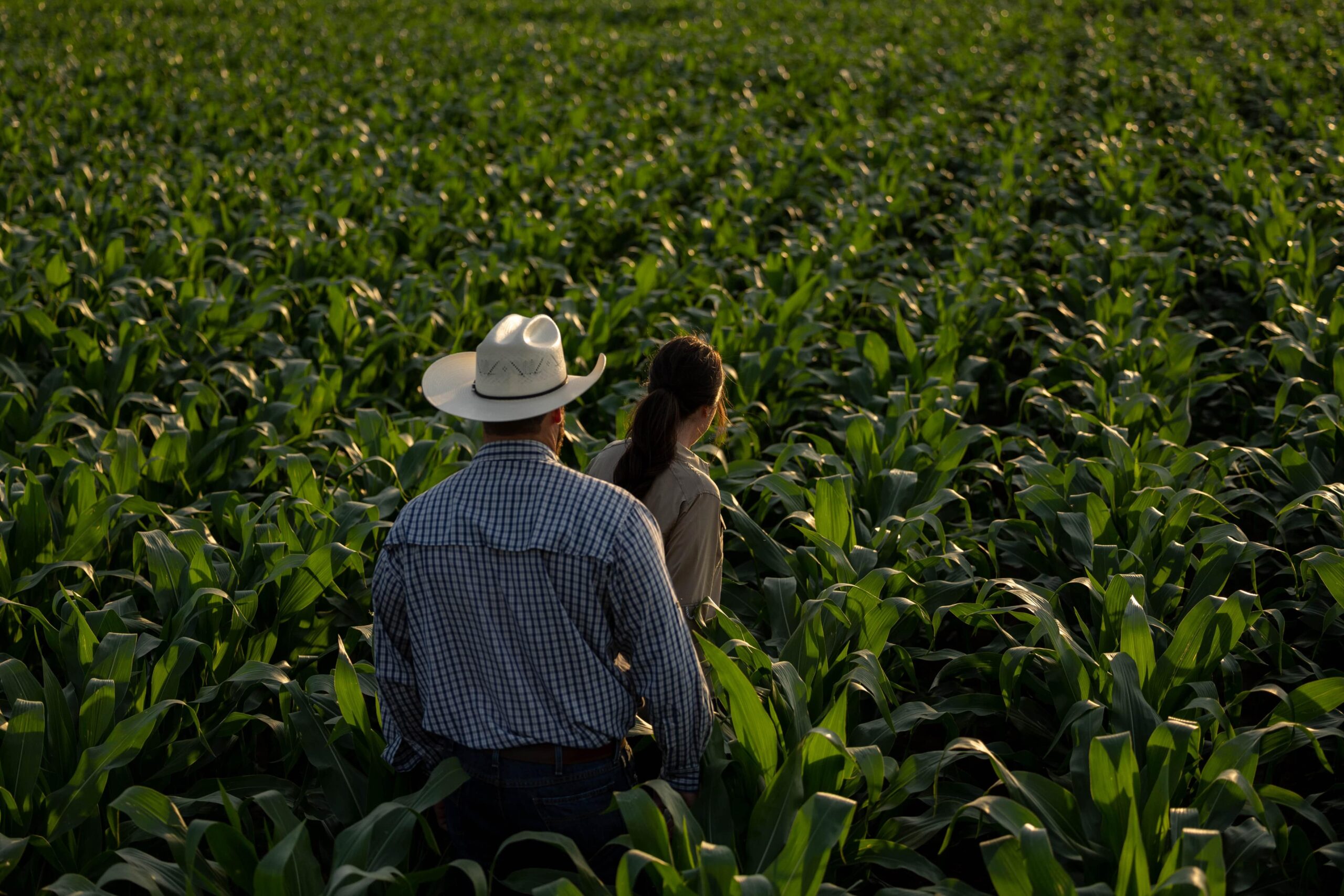 Farmer and wife walking in a large cornfield.