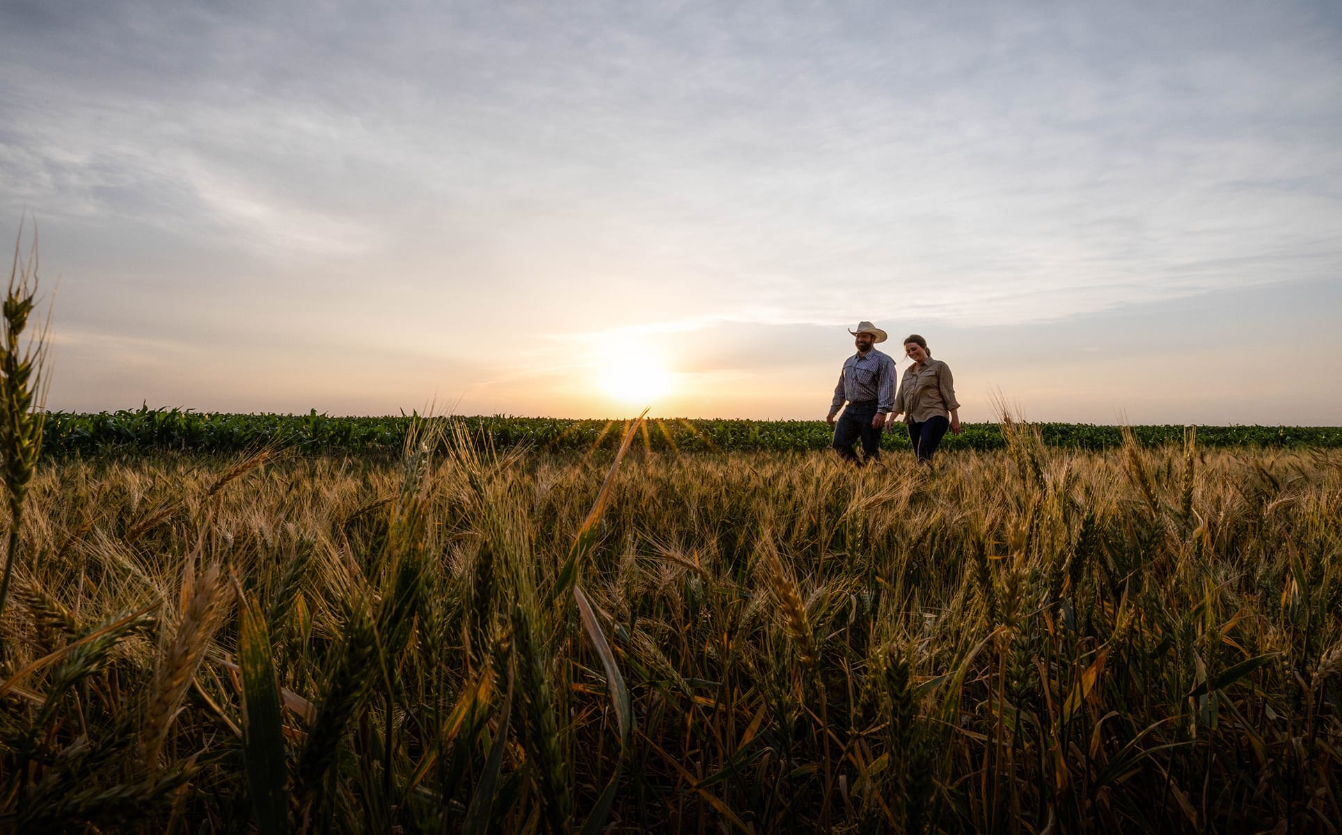 A couple walking through the wheat field at sunset.