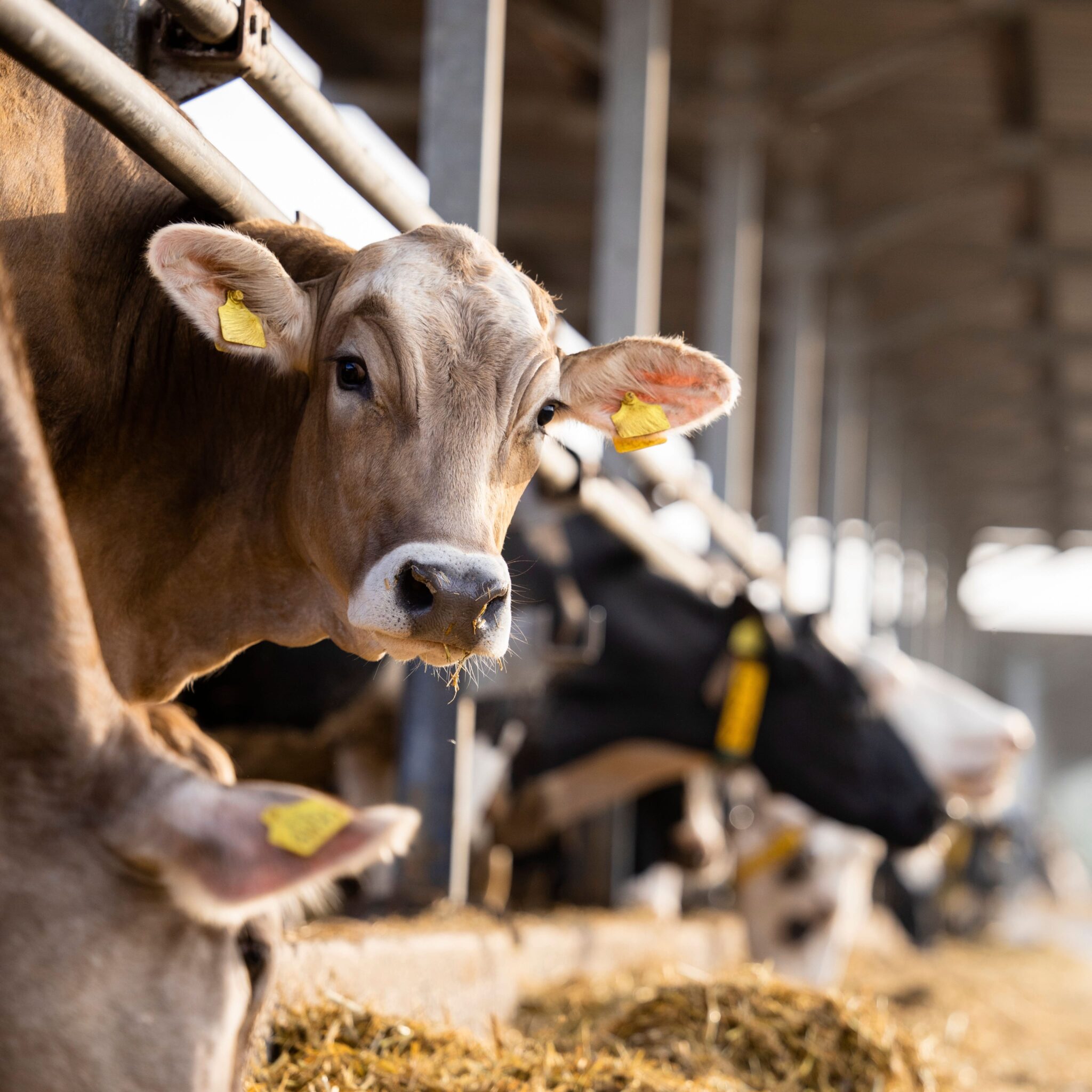 Capital Farm Credit