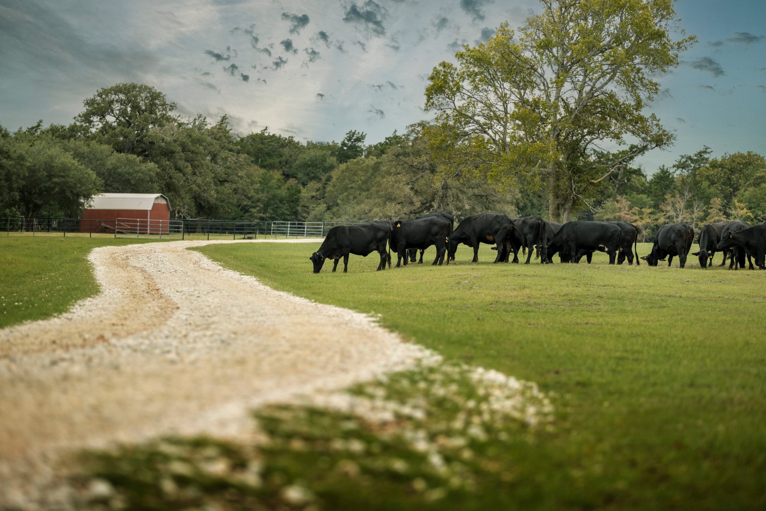 Cattle grazing on grass next to a dirt road. Trees and a red barn can be seen in the background.