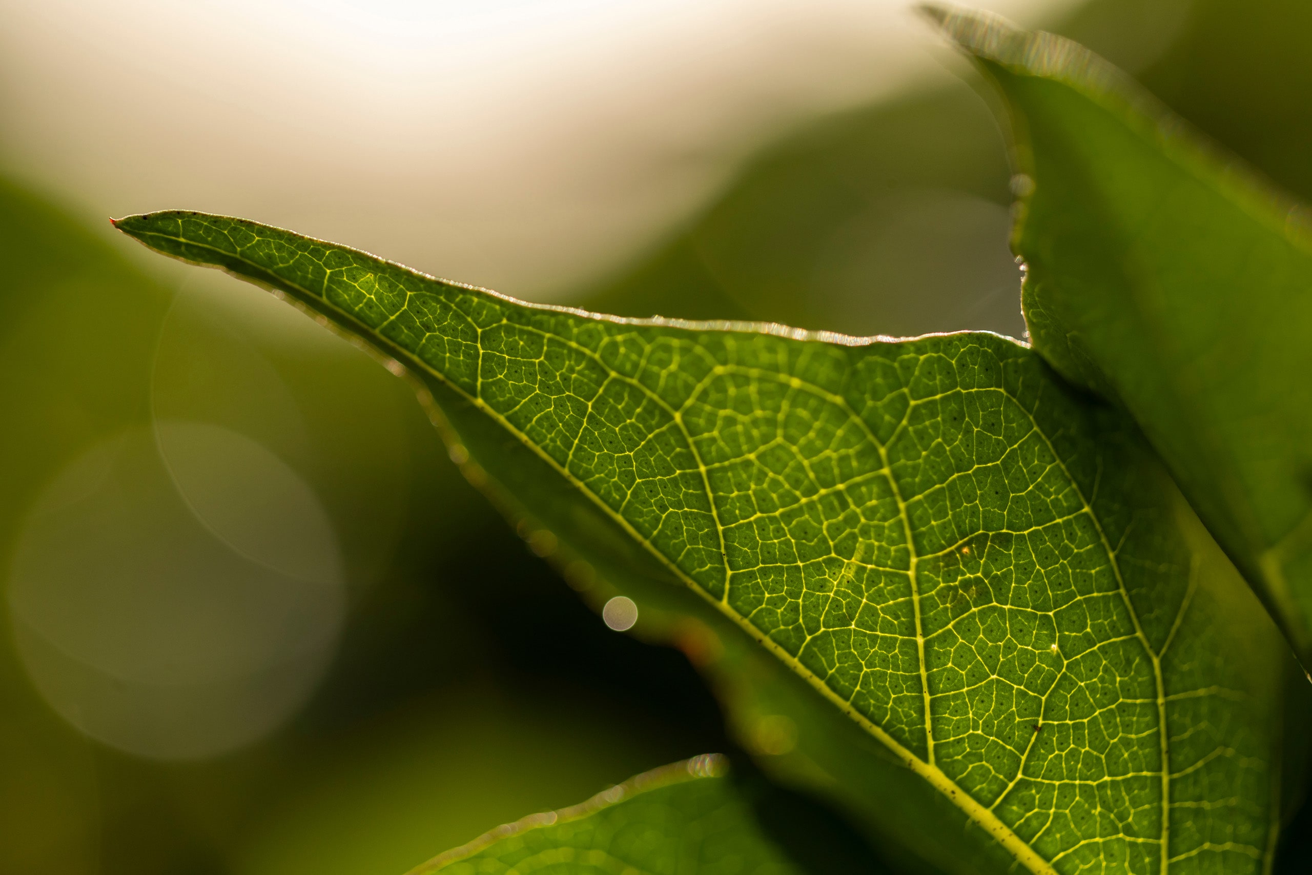 Close up of a plant leaf in the golden sun.