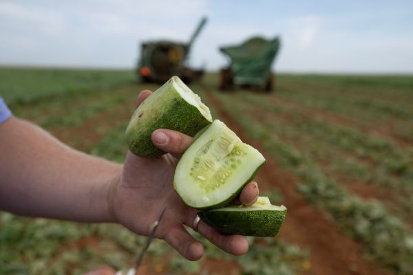 A close-up of a person’s hand holding a cucumber.