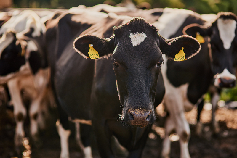 A group of dairy cows, one looking into the camera