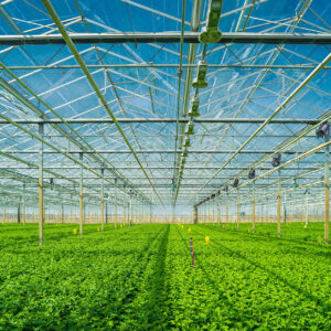 interior view of a large commercial greenhouse