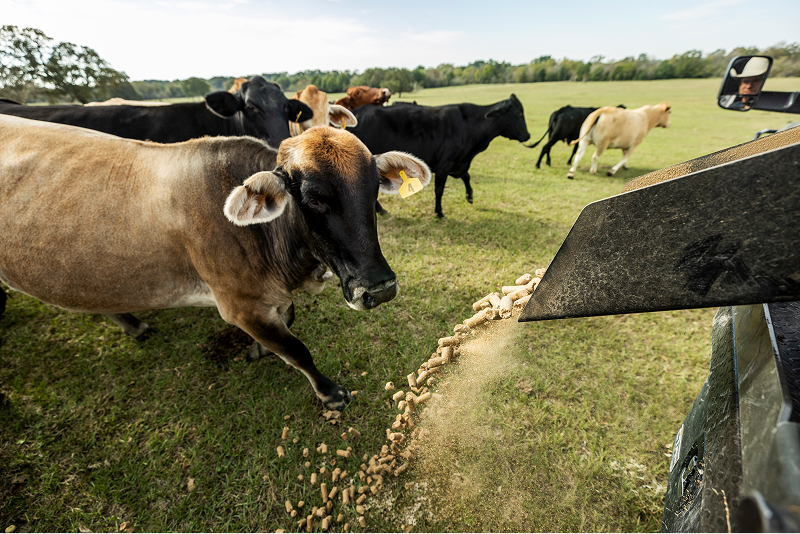 Cows crowding around a feeder