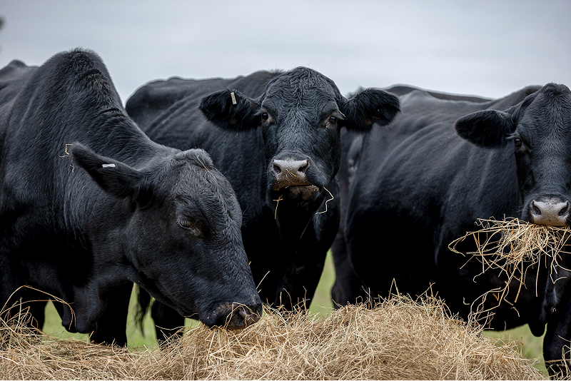 close up of three cows eating hay, one looking into the camera