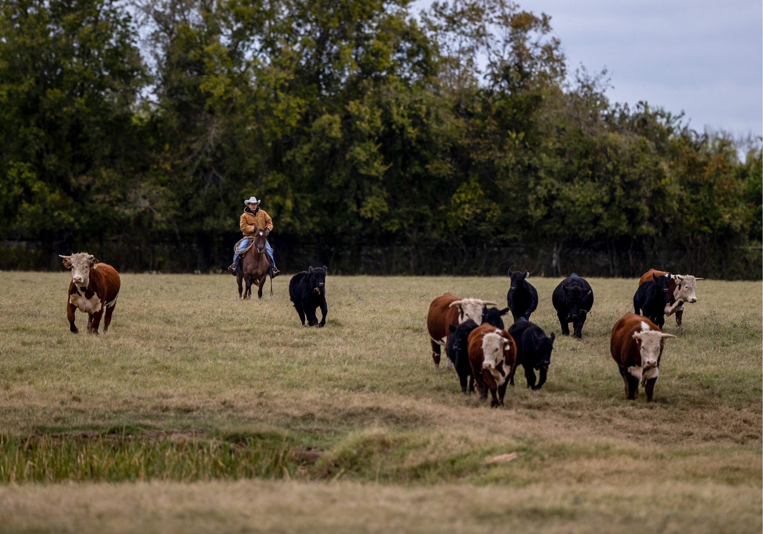 A rancher on horseback herding cows