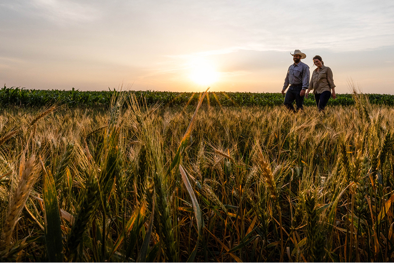 Two farmers walking together in a wheat field