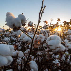 close up of cotton crop ready to harvest