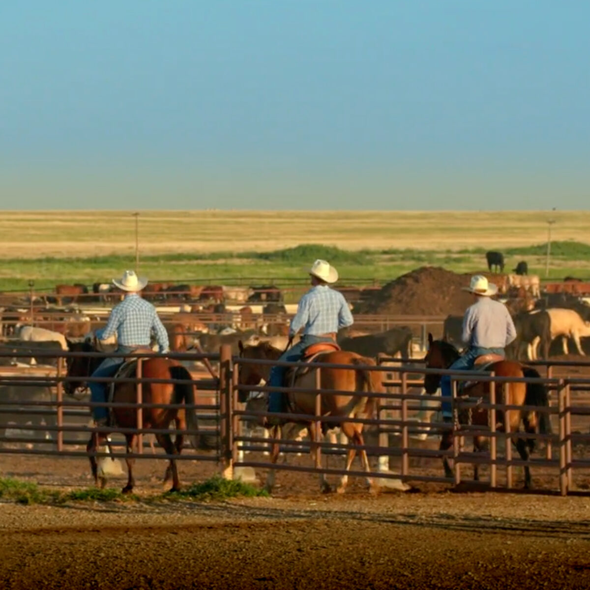 Three ranchers herding cattle