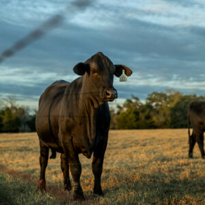 a black beef cow with number 22 tag in its ear