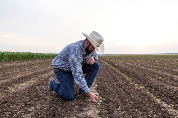 A man in a cowboy hat and plaid shirt kneeling in a plowed field examines small plants growing in rows.
