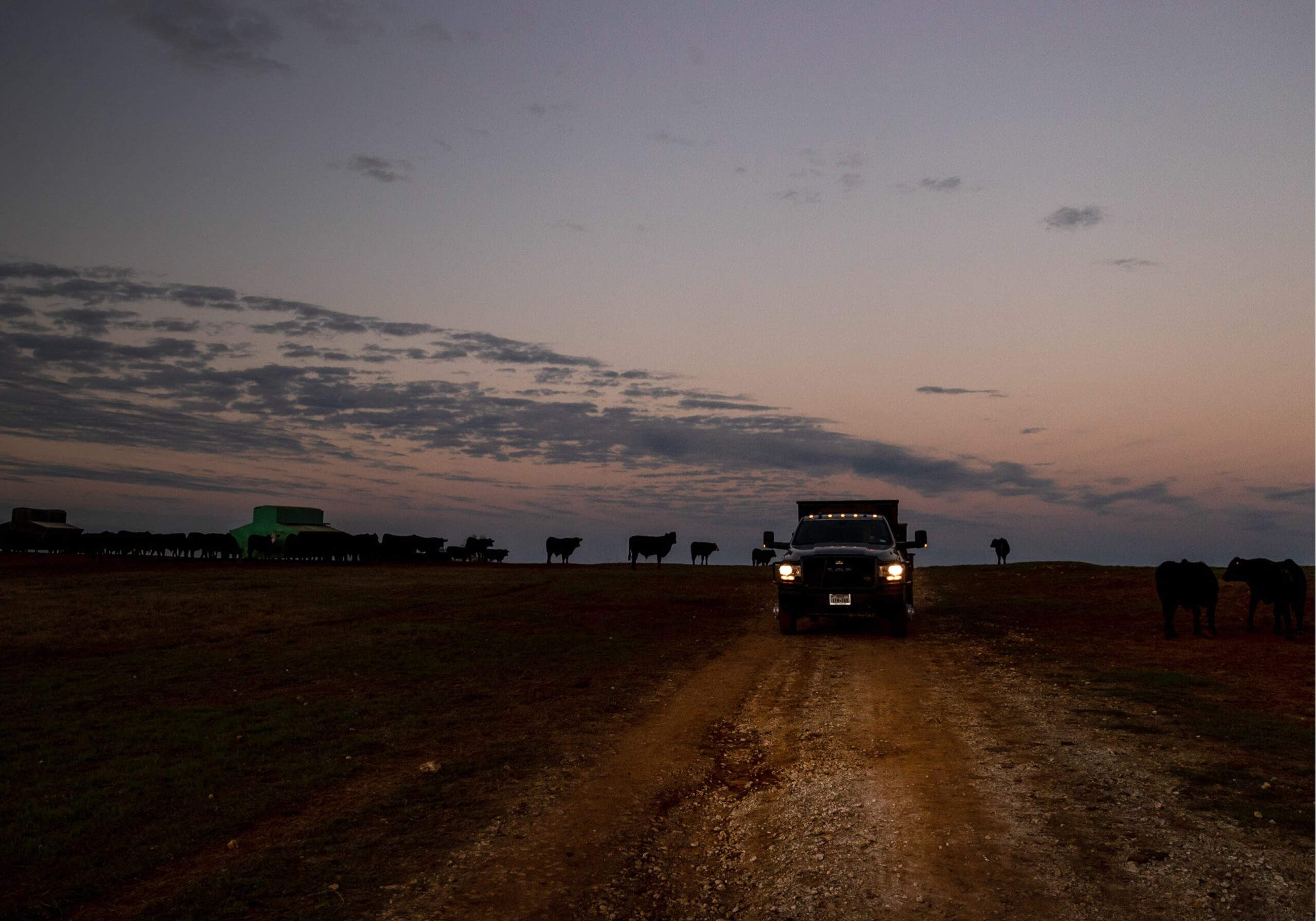 A truck surrounded by a herd of cows at dawn