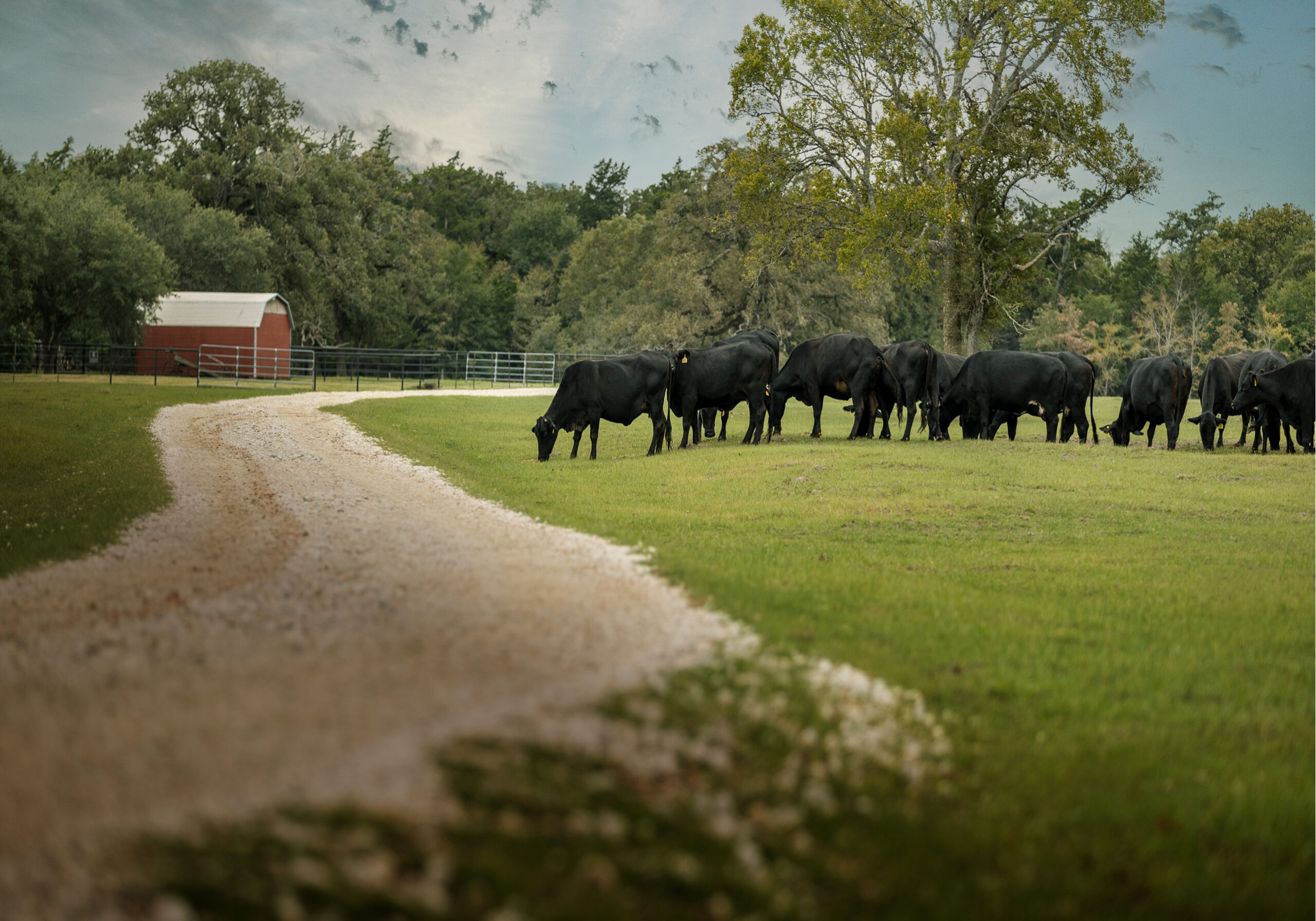 Cattle grazing on grass next to a dirt road. Trees and a red barn can be seen in the background.