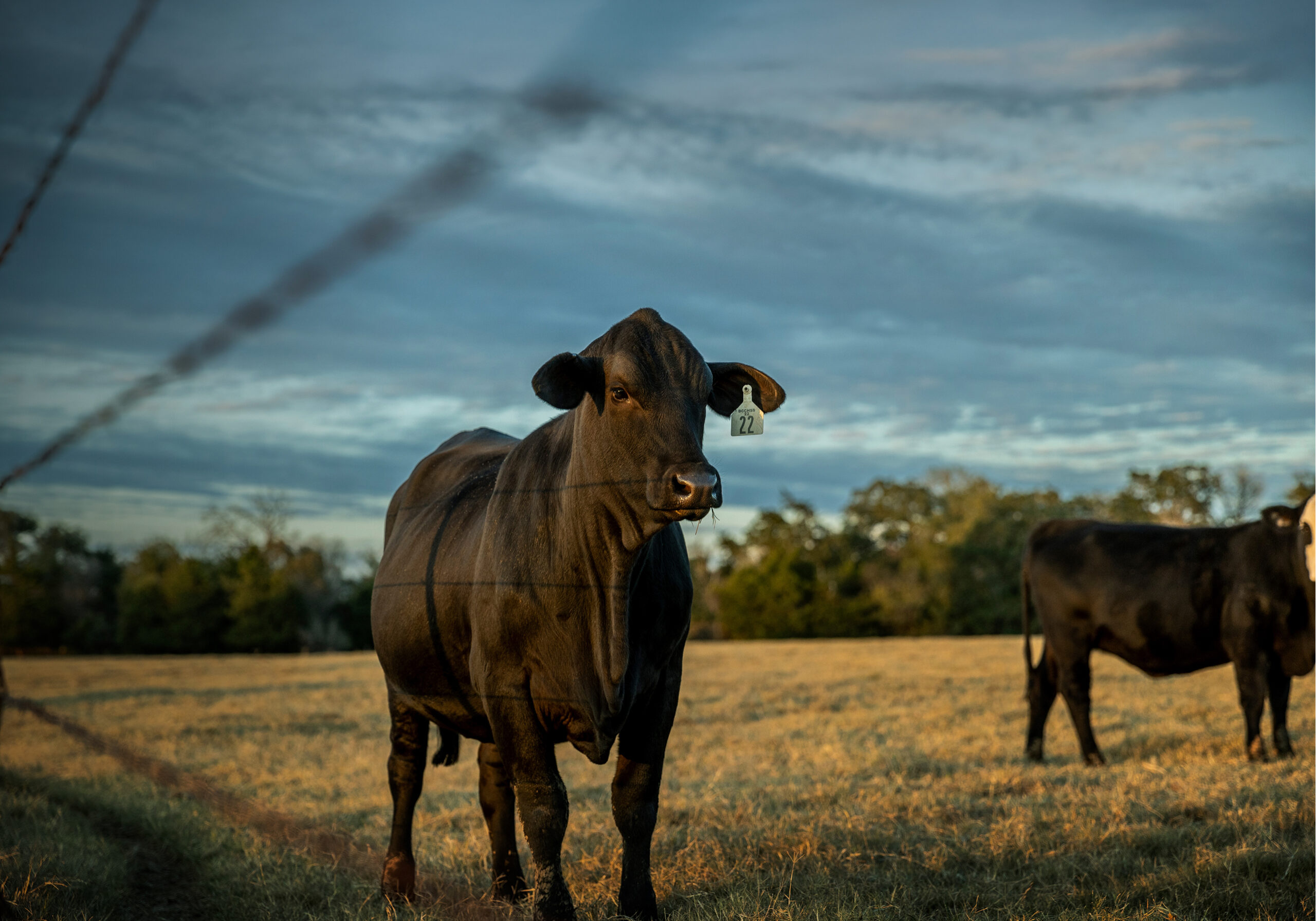 Two steers in a field