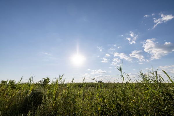 Crop field under the sun.