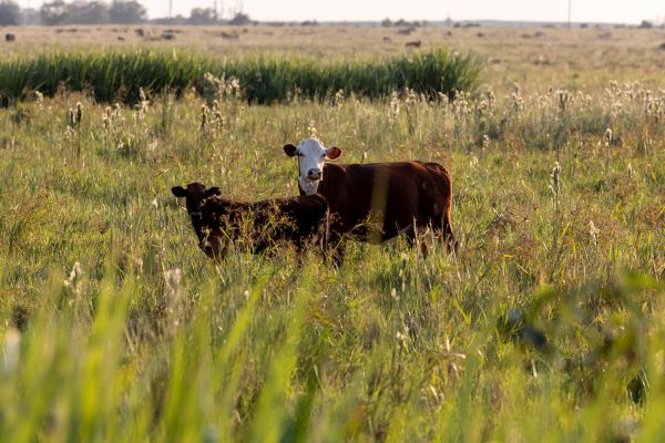 Two cows in a field