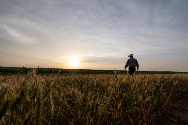 Man walking through wheat crops.