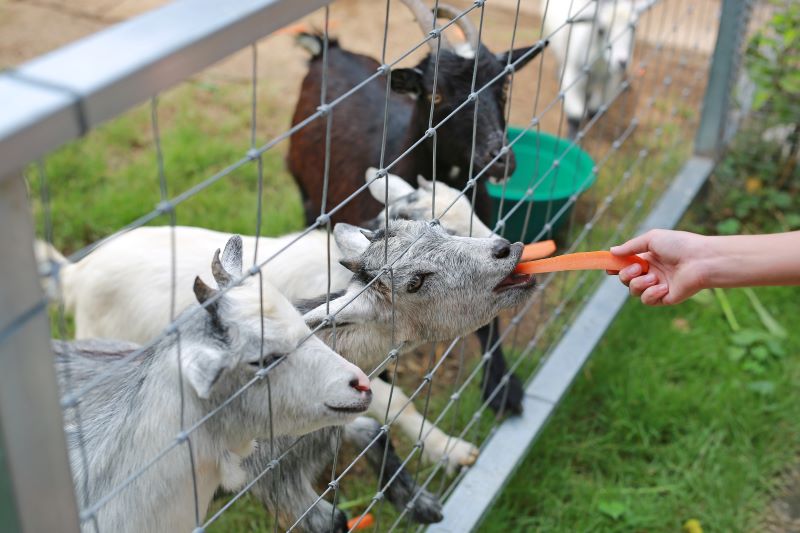 Goats being fed carrot sticks through a fence
