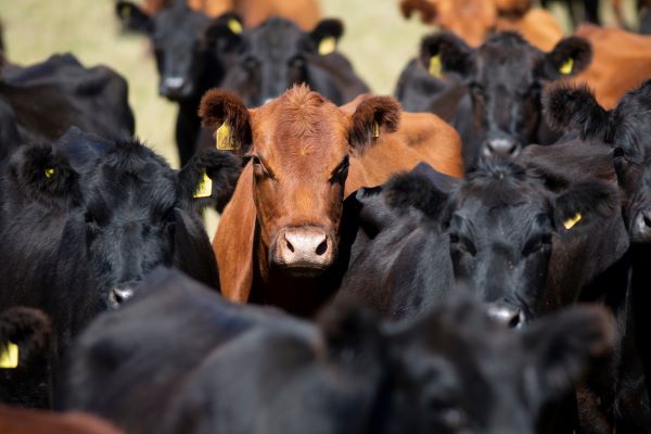Beef cattle with tagged ears.