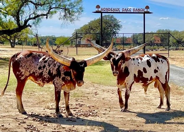 Watusi are just a few of the many types of animals at Hondeaux Oaks.